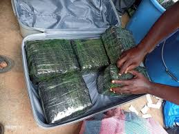 Démantèlement d’un réseau de stupéfiants à Duékoué une suspecte aux arrêts